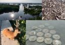 Екологи розповіли про наслідки підриву росіянами Каховської ГЕС