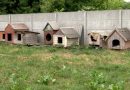 Притулок для тварин на Рівненщині готовий приймати евакуйованих тварин з Херсонщини (відео)